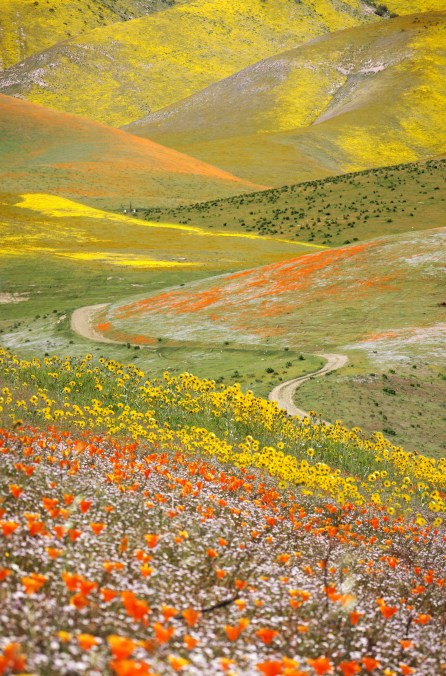 Hills of Orange and Gold