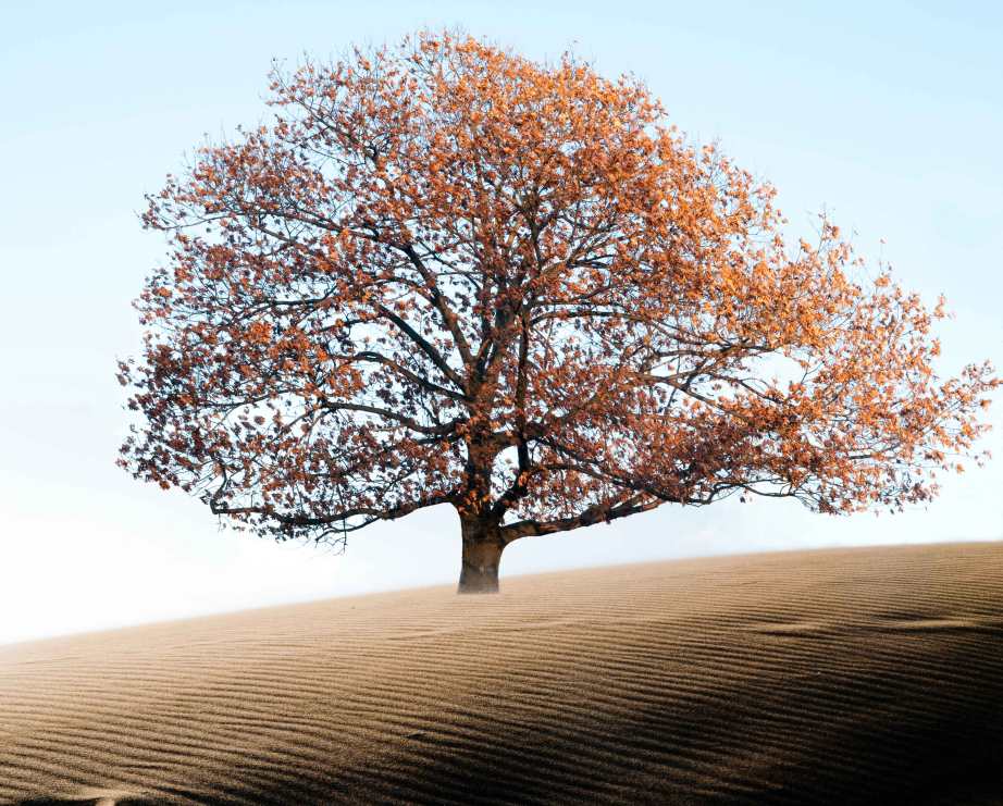 Desert Tree