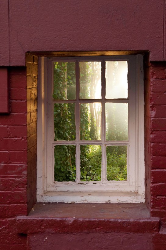 NYC window woods sunlight