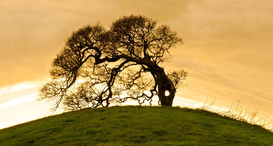 bent tree, sunset