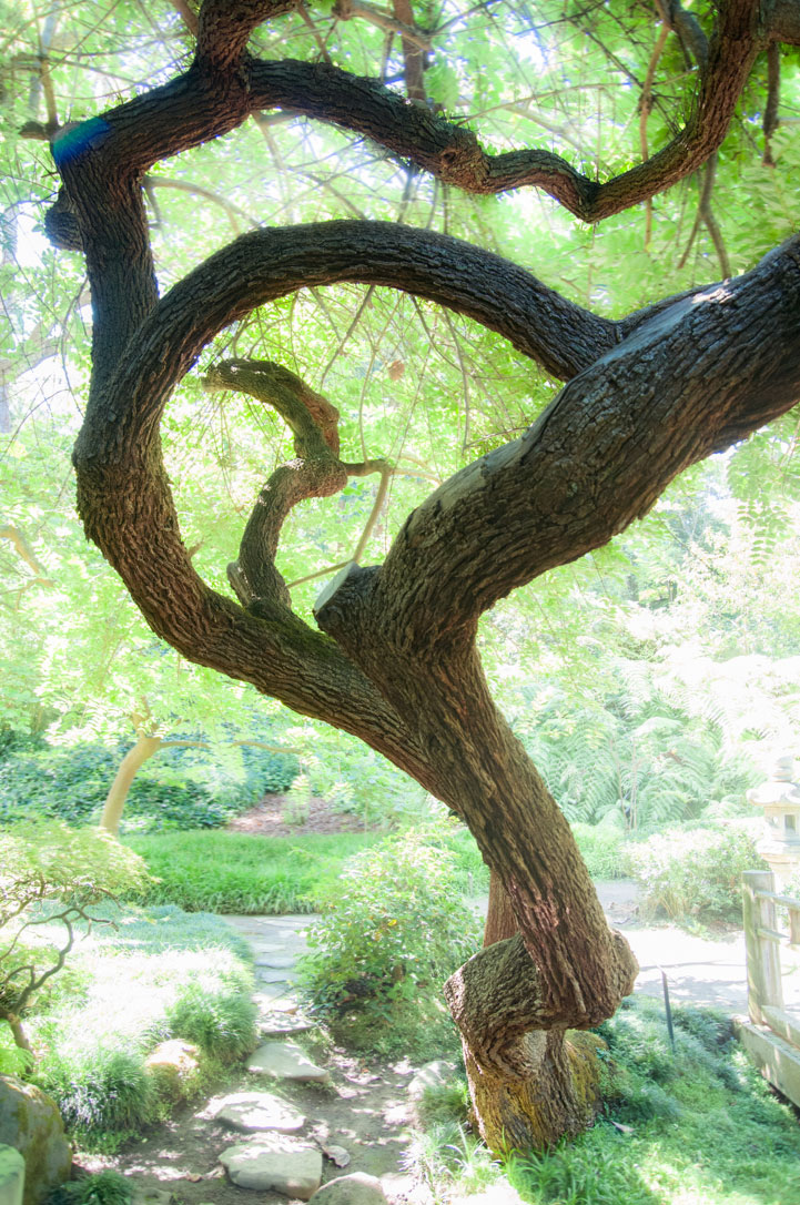 tiny-fiction_tree-dance